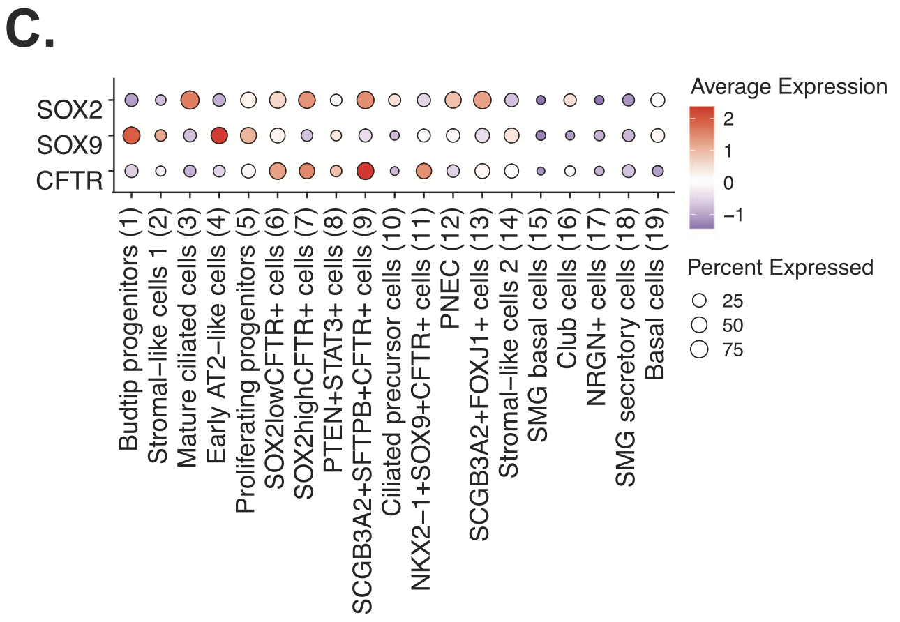 Figure 6. Dotplot of average scaled gene expression for CFTR, SOX9, and SOX2 in each epithelial cell type. Credit: Figure 4C from Quach H, et al. (3). CC BY 4.0. 