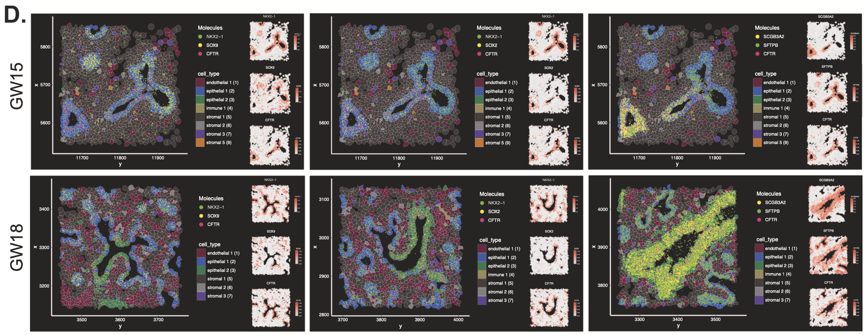 Figure 7. Xenium spatial plots of CFTR, NKX2-1, SOX9, SOX2, SCGB3A2, and SFTPB in the developing airways of GW15 (top row) and GW18 (bottom row) fetal lung tissues. Credit: Figure 4D from Quach H, et al. (3). CC BY 4.0.