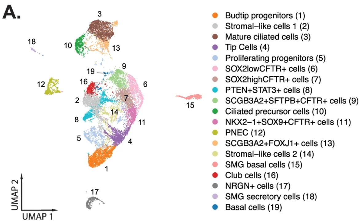 Figure 5. UMAP visualization of the 19 fetal epithelial subtypes. Credit: Figure 4A from Quach H, et al. (3). CC BY 4.0.