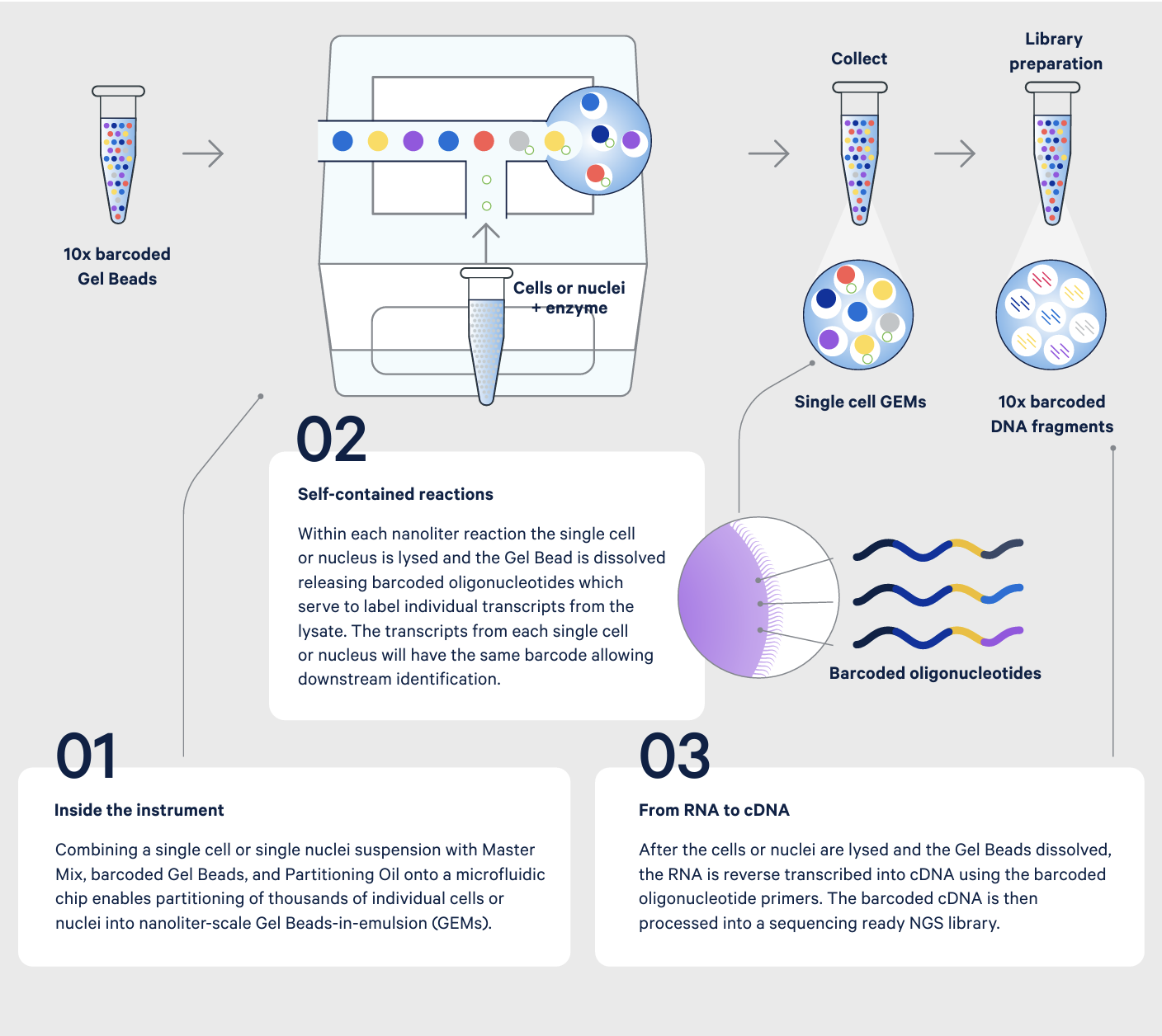 Figure 4. How it works: single cell gene expression, from sample to sequencing library.