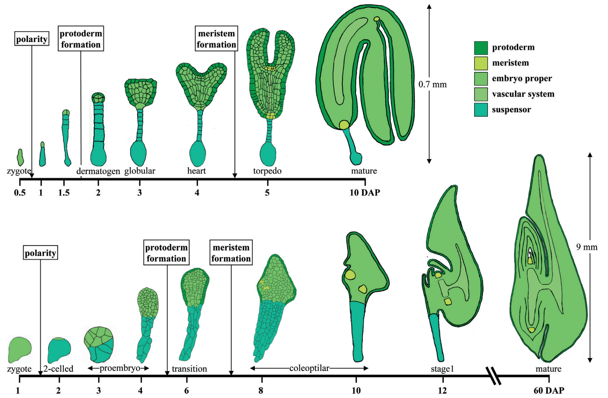 Embryo development in Arabidopsis and maize. Schematic drawing of key developmental stages of Arabidopsis (top) or maize embryos (bottom). Time scale in days after pollination (DAP) is merely indicative as embryo development is strongly dependent on the genetic background and environmental conditions. No common scale was used for the drawings to allow detailed views of each species and stage. Only the sizes of the mature embryos are shown. Credit: Figure 2 of Vernoud V, et al. Maize embryogenesis. Maydica 50: 469–483 (2005). (Available under Open Database License (ODbL)). 