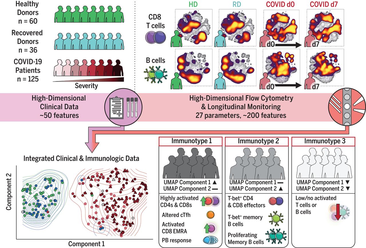 Figure 2. High-dimensional immune response analysis of COVID-19 patients identifies three immunotypes. Peripheral blood mononuclear cell immune profiling and clinical data were collected from 60 healthy donors (HDs), 36 recovered donors (RDs), and 125 hospitalized COVID-19 patients. High-dimensional flow cytometry and longitudinal analysis highlighted stability and fluctuations in the response. UMAP visualization distilled ~200 immune features into two dimensions and identified three immunotypes associated with clinical outcomes. cTfh, circulating T follicular helper cells; EMRA, a subset of effector memory T cells reexpressing CD45RA; d0, day 0. Credit: Graphical abstract from Matthew et al (2). CC BY 4.0.