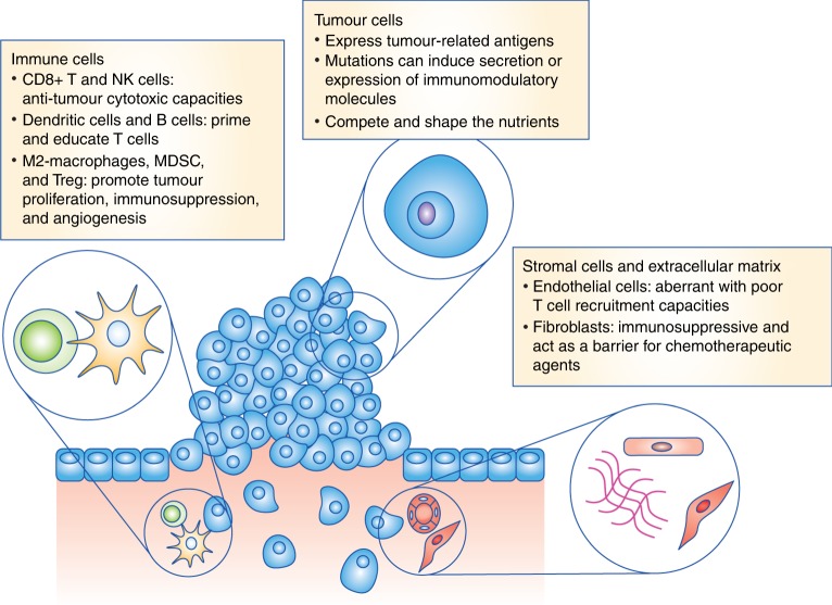 Figure 3. A high-level overview of the TME. Schematic depicting the three main components in the tumour microenvironment. The mechanisms shaping the immune cell contexture are highlighted. MDSCs, myeloid-derived suppressor cells; Treg, regulatory CD4+ T cells. Credit: Figure 1 Giraldo et al from Matthew et al (4). CC BY 4.0.