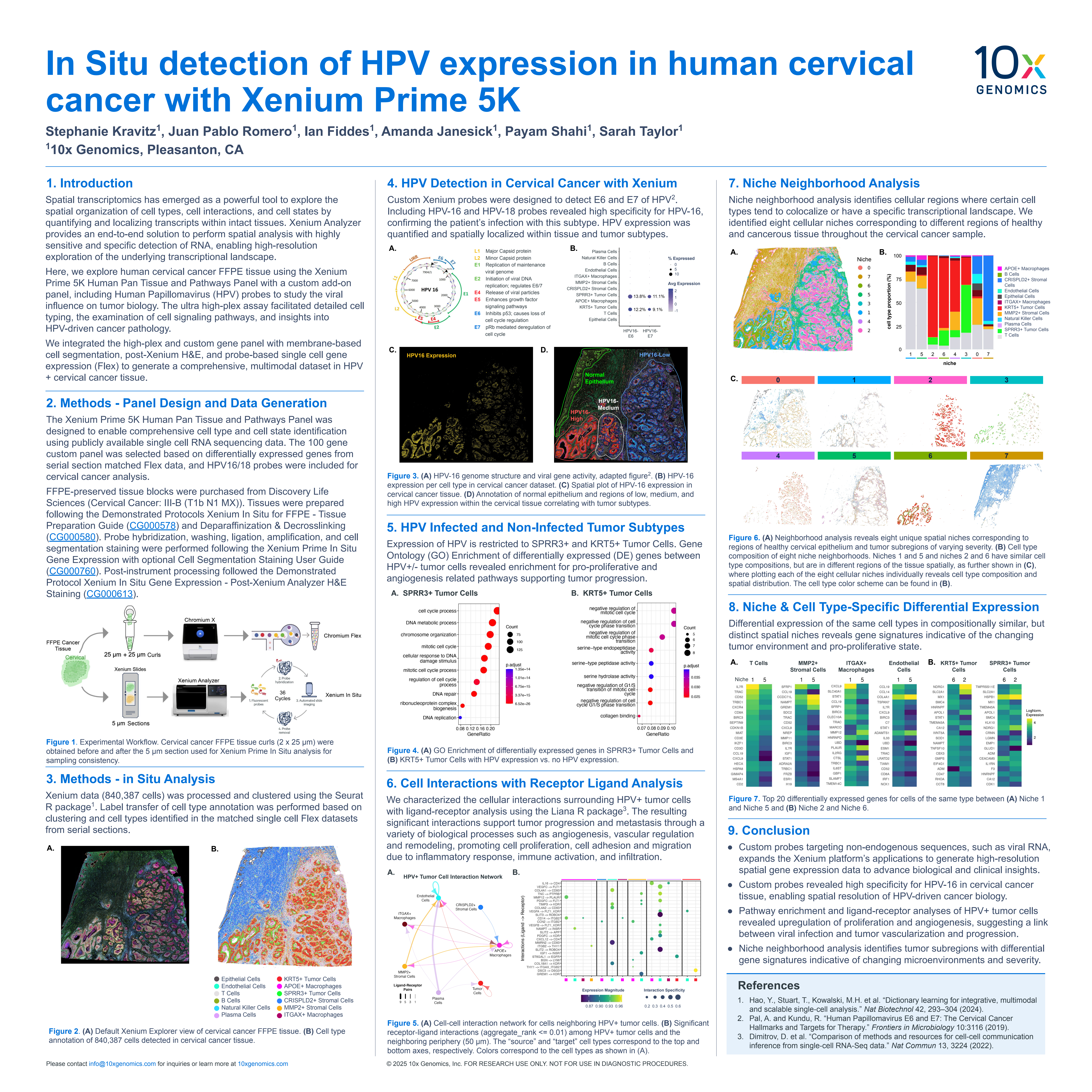 In situ detection of HPV expression in human cervical cancer with Xenium Prime 5K