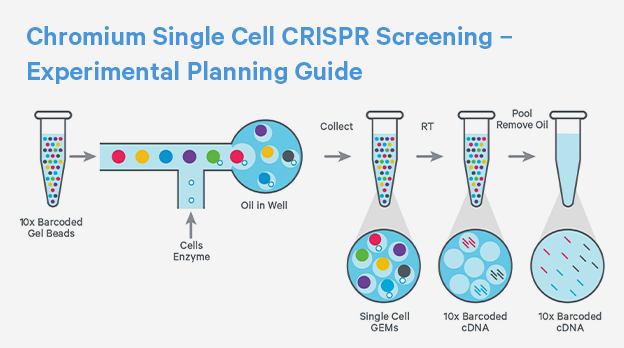 CRISPR screening experimental planning guide