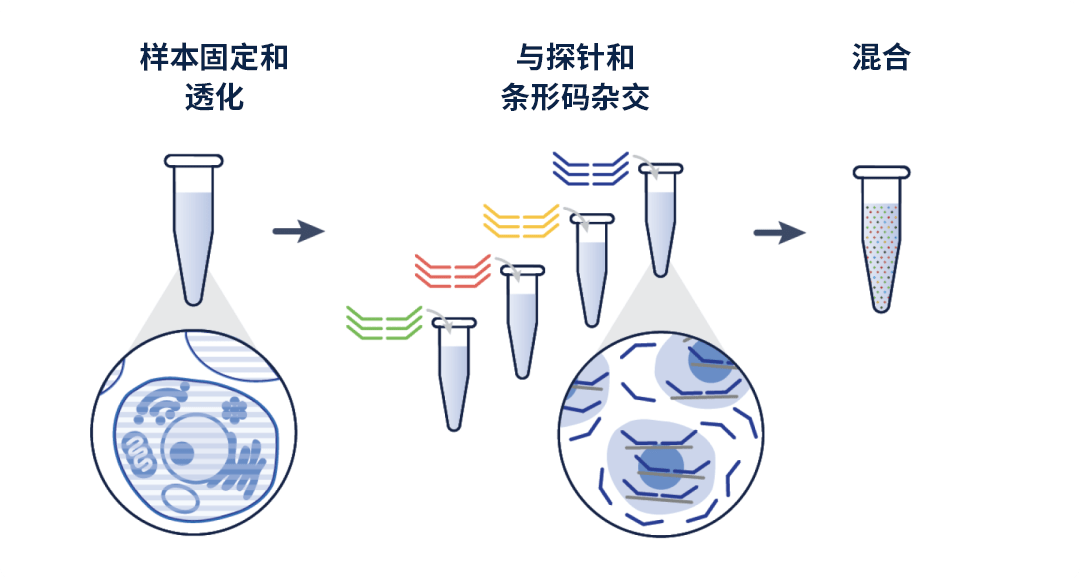 Graphic of reverse transcription