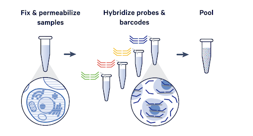 Figure 2. Schematic for in-line multiplexing with Flex. Samples are directly fixed then hybridized to probe sets. Hybridized samples can be pooled to vastly increase throughput.