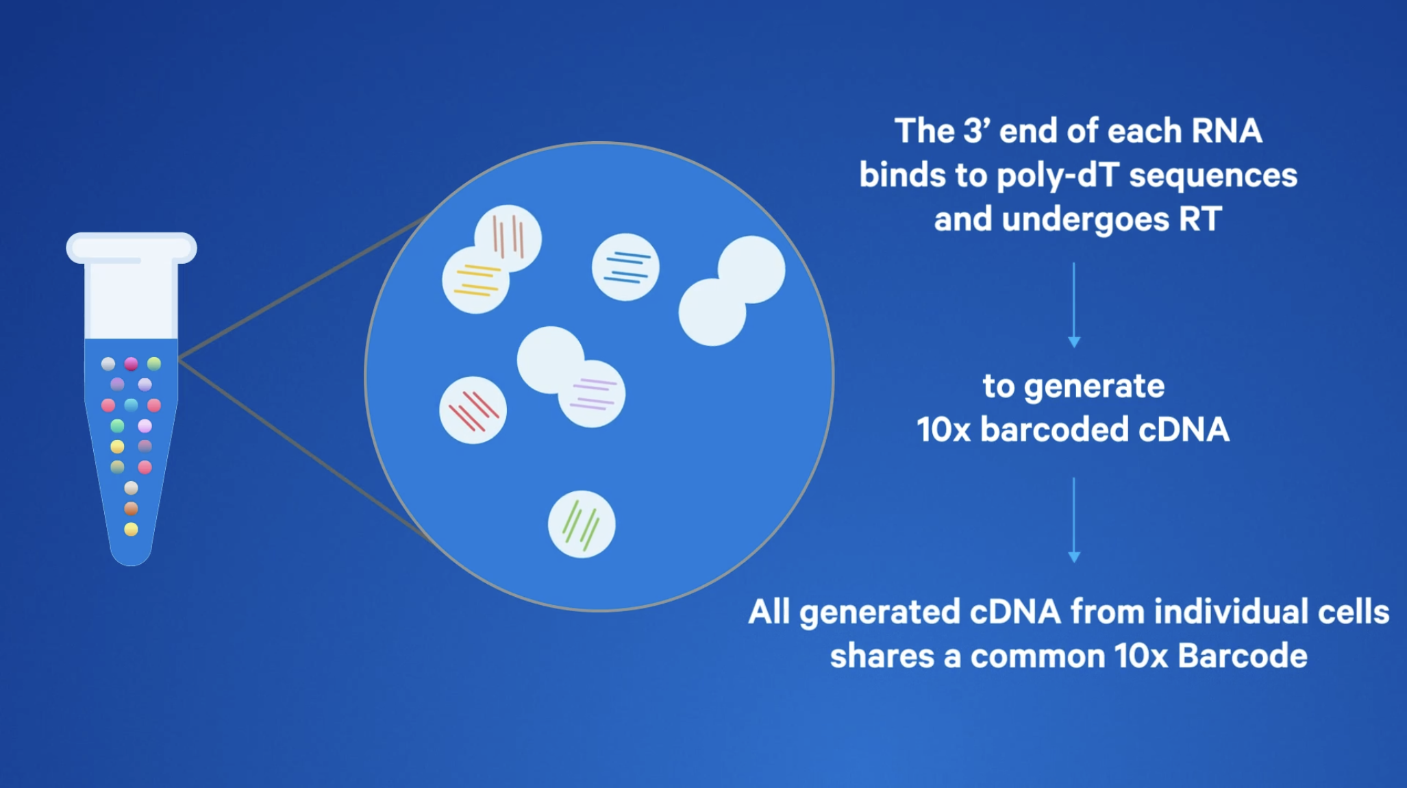 Figure 3. High-level diagram of GEMs and Universal 3’ Gene Expression chemistry. Screenshot is taken from the Universal 3’ Gene Expression how-it-works video. For Universal 5’ Gene Expression, RNA molecules bind to poly-dT sequences and undergo RT at the 5’ ends. The how-it-works video for Universal 5’ Gene Expression can be viewed here. 