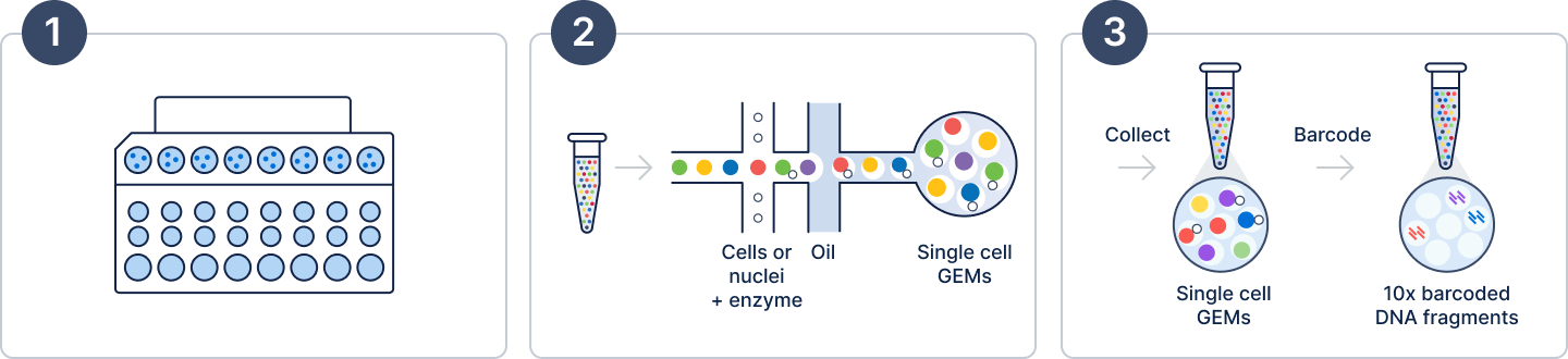 Figure 2. Cell partitioning and barcoding workflow.  
