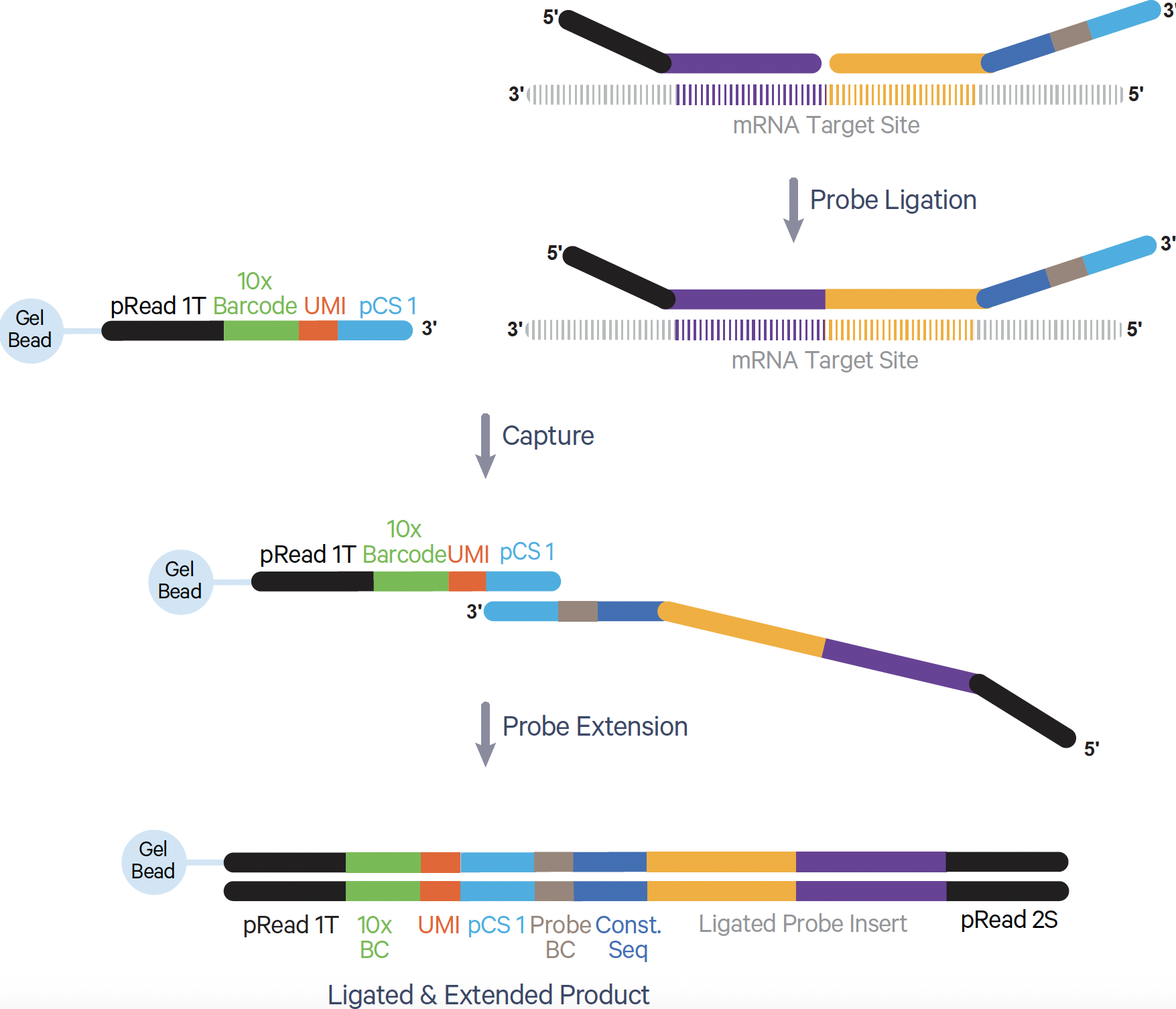 Figure 4. Barcoding process in Flex assay.
