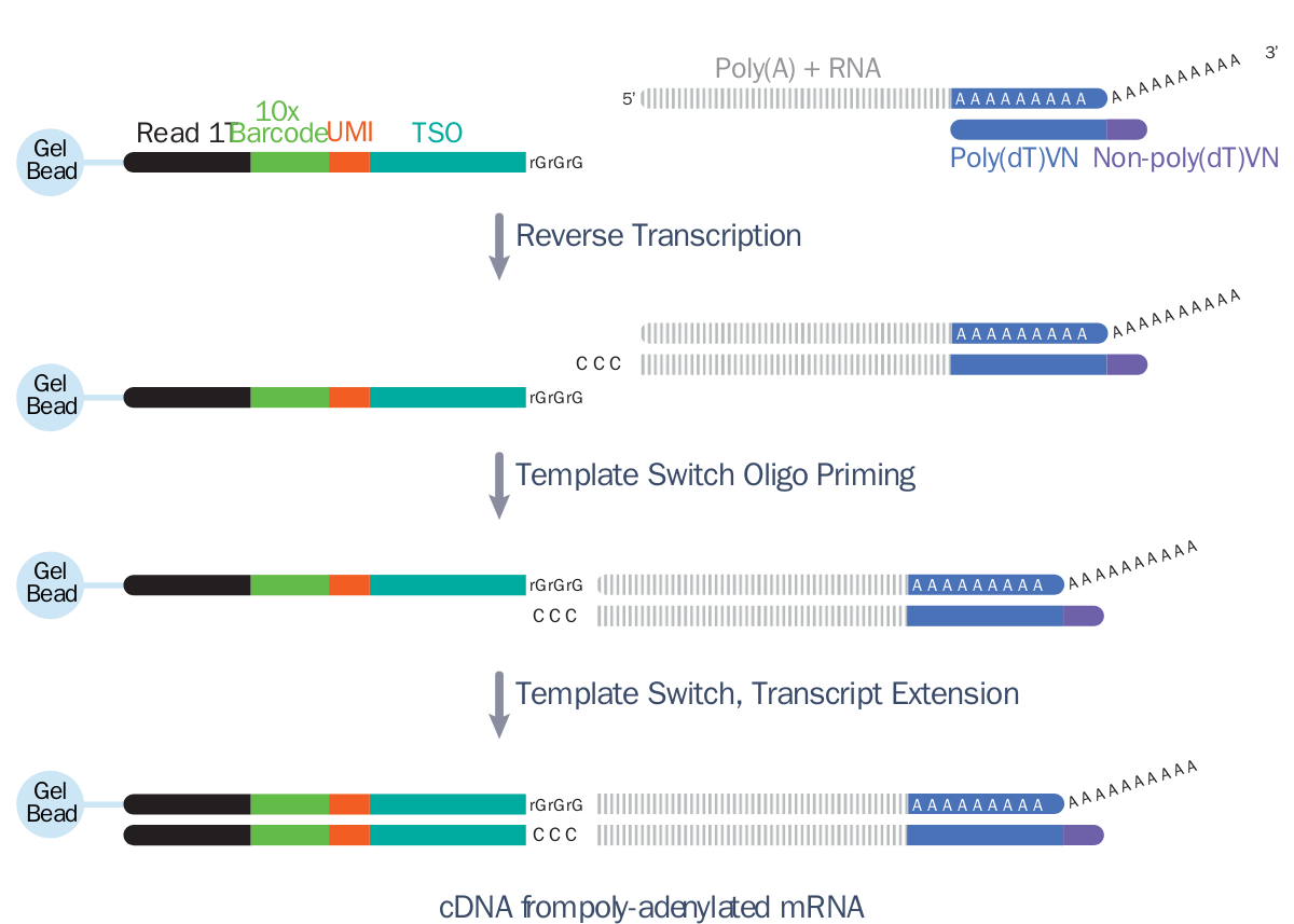 Figure 6. Barcoding process in Universal 5’ assay.