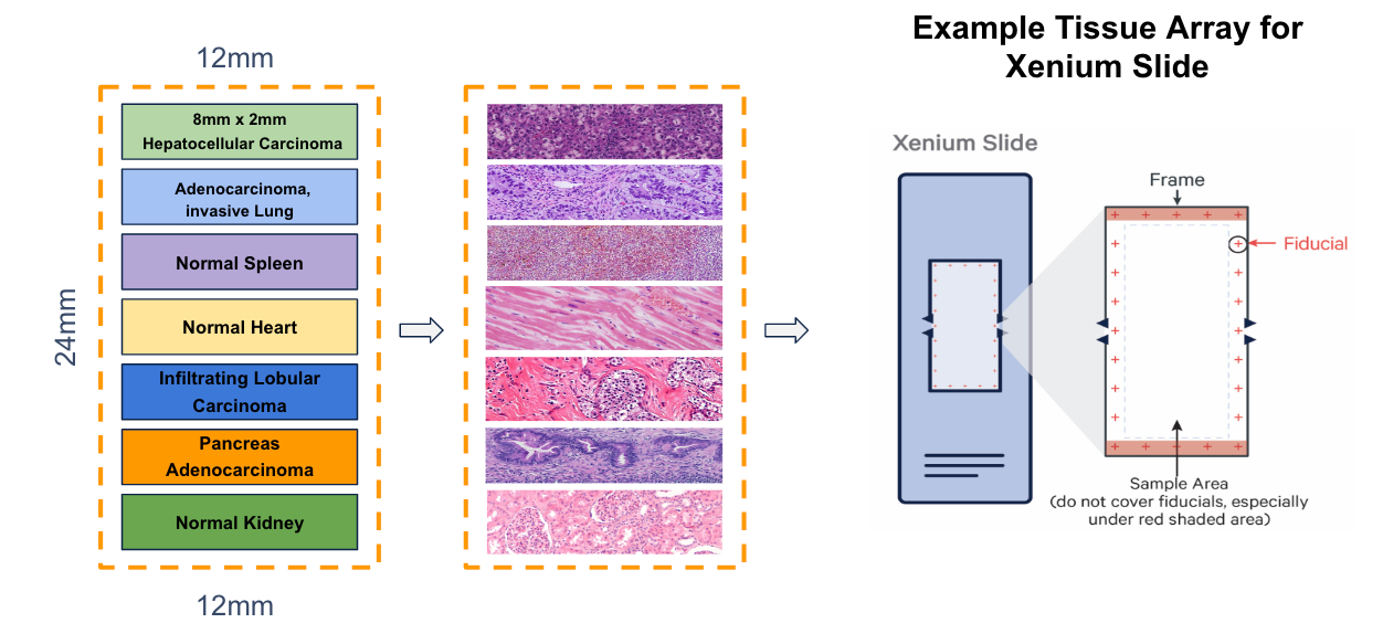 How to generate tissue arrays for Xenium?