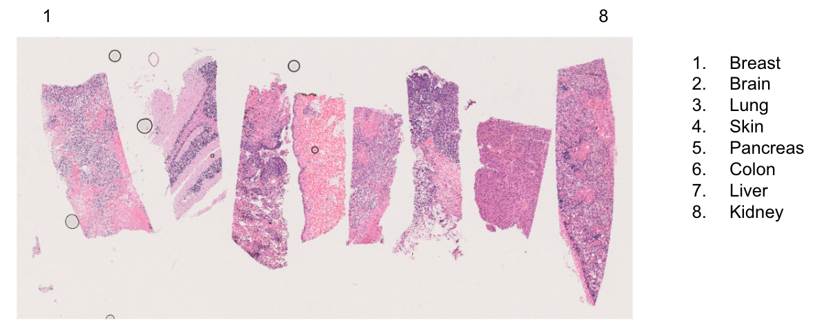 How to generate tissue arrays for Xenium?