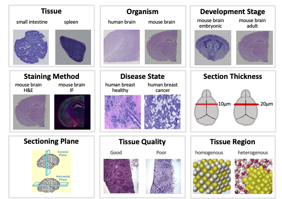 Tissue Formatipo When should I perform a Tissue Optimization (TO) experiment?