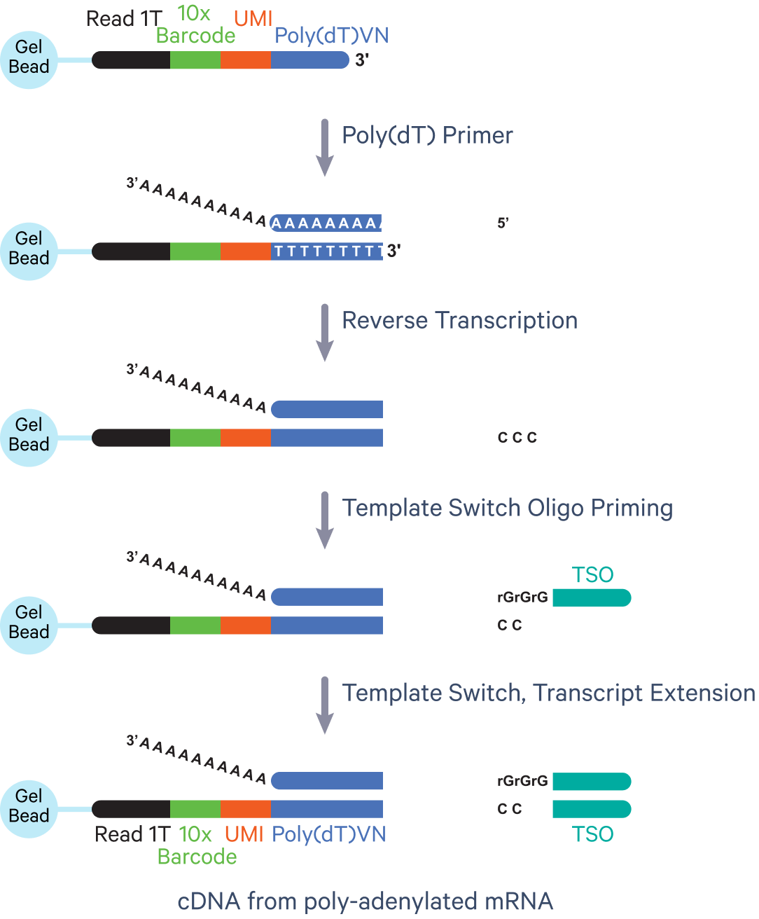 Figure 5. Barcoding process in Universal 3’ assay.
