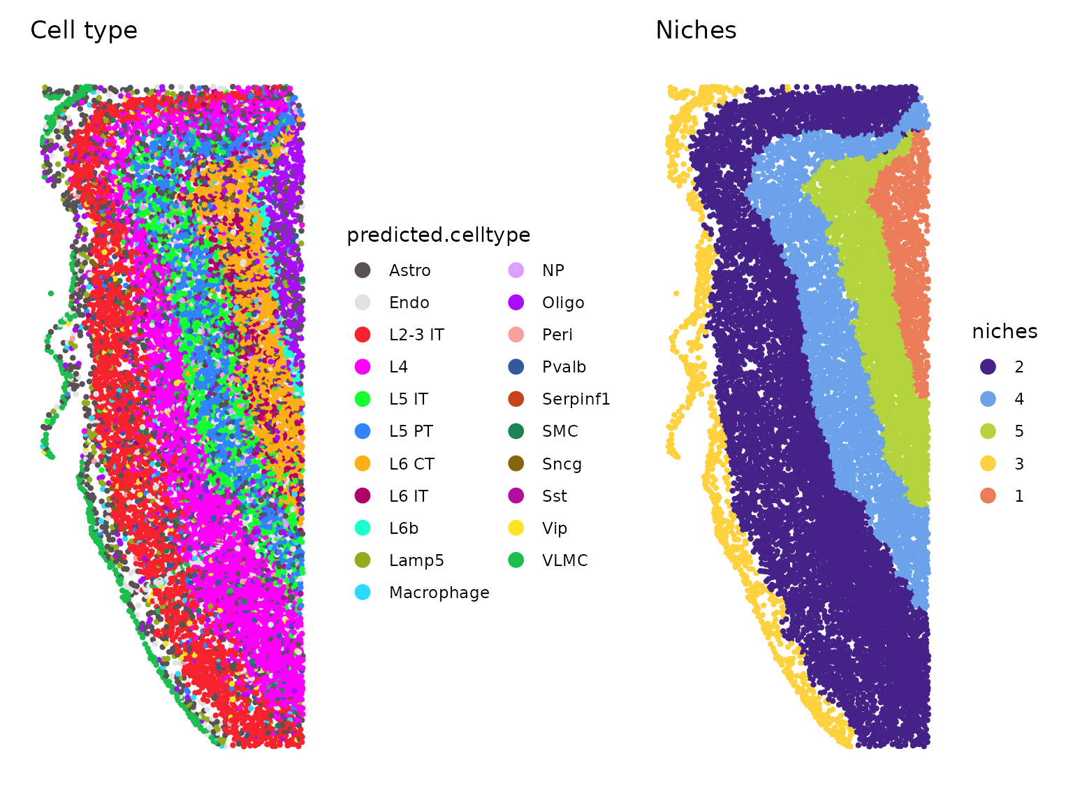 Xenium data from fresh frozen mouse brain analyzed with third-party software Seurat, demonstrating predicted cell-type annotation capabilities and “niche” analysis of spatial data, a method to define regions of tissue by the composition of spatially adjacent cell types. Credit: Satija Lab, https://satijalab.org/seurat/articles/seurat5_spatial_vignette_2#mouse-brain-10x-genomics-xenium-in-situ