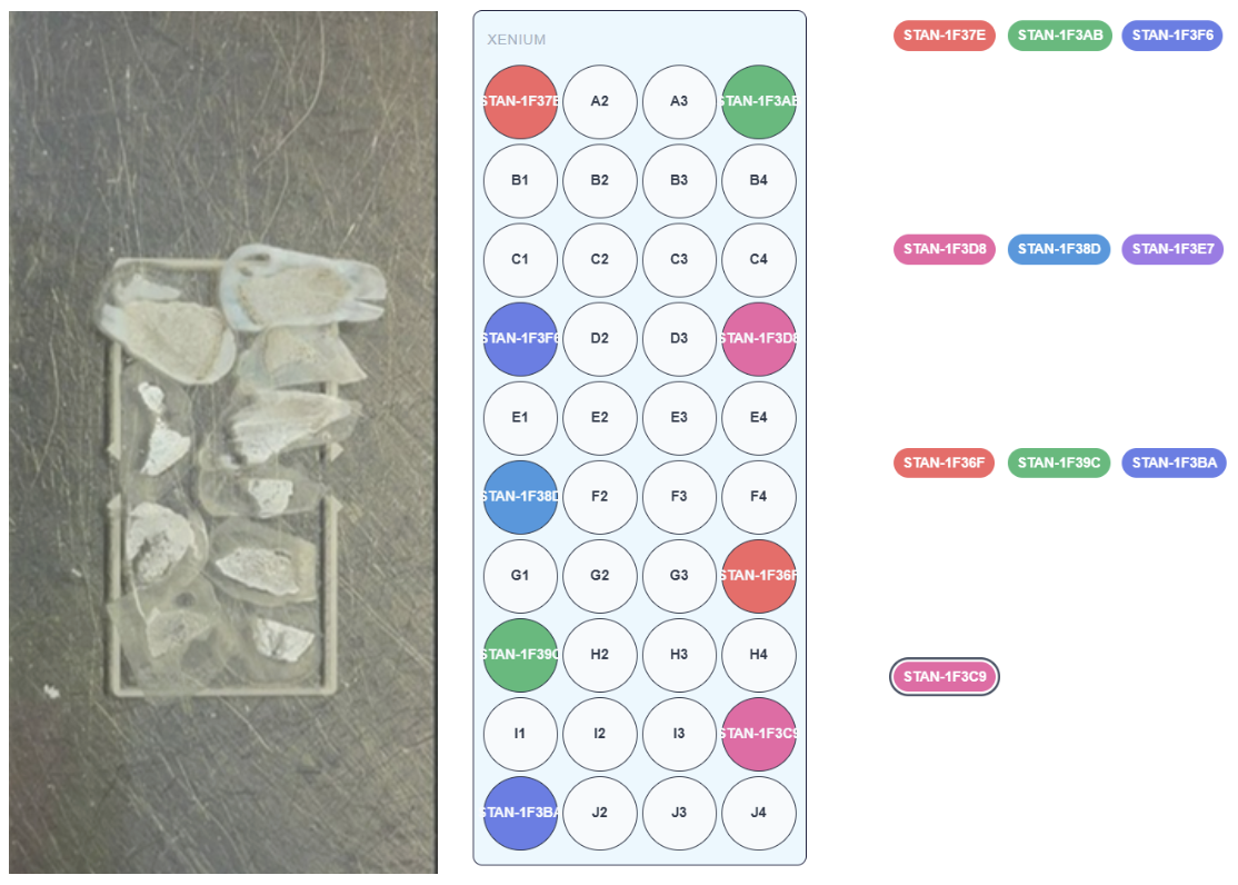 Sample of ten sections on a Xenium Capture Area. Image provided courtesy of Dr. Tudor and the Wellcome Sanger Institute.