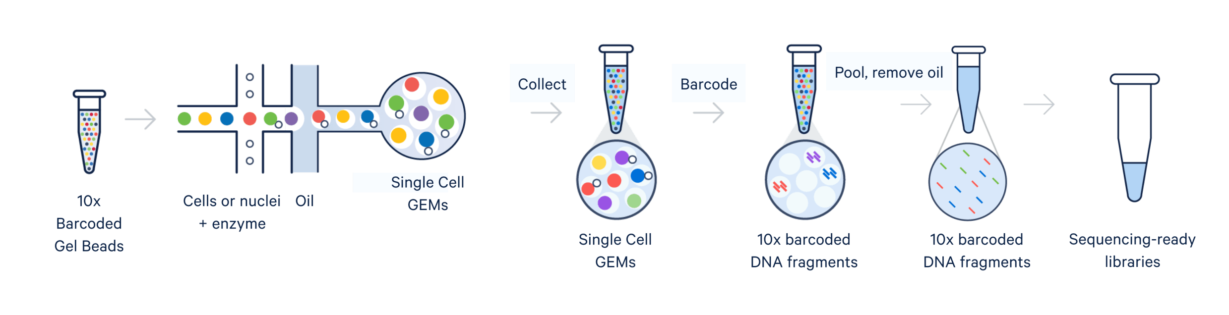 Figure 1. An illustration of cells or nuclei moving through a microfluidic channel and generating GEMs within a Chromium X series instrument. These are the essential steps of a single cell workflow, and the end result is a sequencing-ready gene expression library.