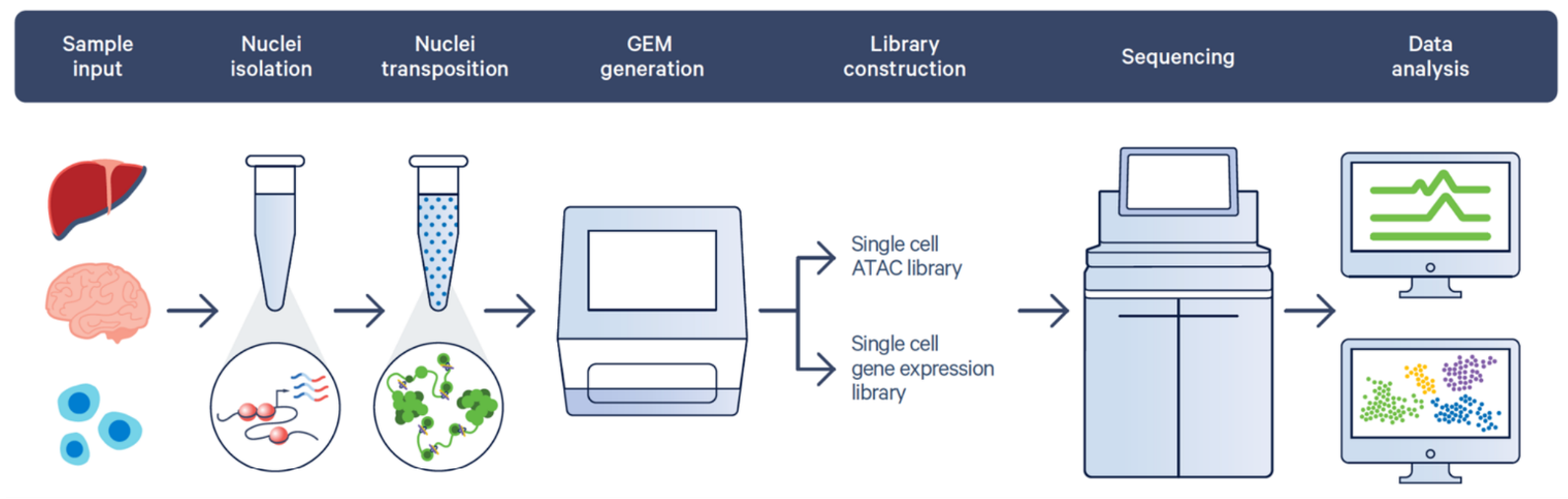 Figure 2. The GEM-X Epi Multiome workflow.