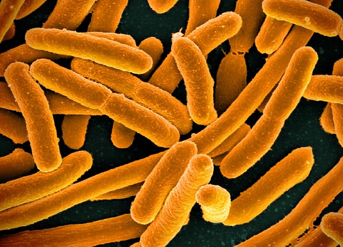 Bacterial single cell RNA-seq reveals antibiotic resistance mechanisms